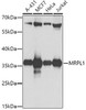 Cell Biology Antibodies 9 Anti-MRPL1 Antibody CAB4947