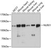 Immunology Antibodies 2 Anti-NLRX1 Antibody CAB4976
