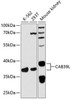 Cell Death Antibodies 2 Anti-CAB39L Antibody CAB5017