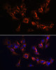 Cell Biology Antibodies 9 Anti-ARL13B Antibody CAB5200