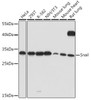 Cell Biology Antibodies 9 Anti-Snail Antibody CAB5243