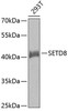 Cell Cycle Antibodies 1 Anti-SETD8 Antibody CAB5256