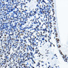 Cell Biology Antibodies 9 Anti-NONO Antibody CAB5282