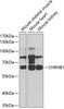 Signal Transduction Antibodies 2 Anti-CHRNB1 Antibody CAB5295