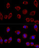 Cell Biology Antibodies 9 Anti-DAO Antibody CAB5309