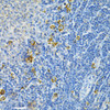 Cell Biology Antibodies 9 Anti-GLRX Antibody CAB5315