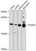 Metabolism Antibodies 2 Anti-PTGES3 Antibody CAB5325