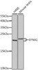 Cardiovascular Antibodies Anti-EFNA1 Antibody CAB5341