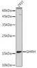 Cell Biology Antibodies 9 Anti-GHRH Antibody CAB5343