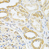 Immunology Antibodies 2 Anti-VAPB Antibody CAB5363