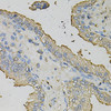 Cell Biology Antibodies 9 Anti-AZGP1 Antibody CAB5365