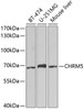 Cell Biology Antibodies 9 Anti-CHRM5 Antibody CAB5367