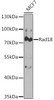 Epigenetics and Nuclear Signaling Antibodies 3 Anti-Rad18 Antibody CAB5380