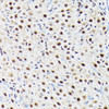 Epigenetics and Nuclear Signaling Antibodies 3 Anti-ACTL6A Antibody CAB5387