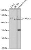 Cell Biology Antibodies 9 Anti-AP2A2 Antibody CAB5391