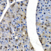 Cell Cycle Antibodies 1 Anti-CUL4B Antibody CAB5400