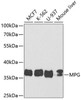 Epigenetics and Nuclear Signaling Antibodies 3 Anti-MPG Antibody CAB5410
