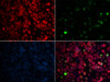 Epigenetics and Nuclear Signaling Antibodies 3 Anti-MPG Antibody CAB5410