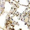Cell Cycle Antibodies 1 Anti-TFDP1 Antibody CAB5422