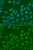 Epigenetics and Nuclear Signaling Antibodies 3 Anti-ORC6 Antibody CAB5426