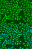 Cell Biology Antibodies 9 Anti-MERTK Antibody CAB5443