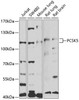 Developmental Biology Anti-PCSK5 Antibody CAB5450