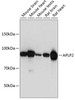 Cell Biology Antibodies 9 Anti-APLP2 Antibody CAB5455