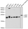 Metabolism Antibodies 2 Anti-APRT Antibody CAB5456