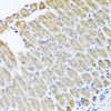 Cell Biology Antibodies 9 Anti-GFER Antibody CAB5463