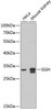 Cell Biology Antibodies 9 Anti-GGH Antibody CAB5464