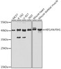 KO Validated Antibodies 1 Anti-HIF1AN/FIH1 Antibody CAB5466KO Validated