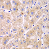 Cell Biology Antibodies 9 Anti-TXNRD2 Antibody CAB5490