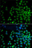 Signal Transduction Antibodies 3 Anti-UBD Antibody CAB5491