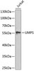 Metabolism Antibodies 2 Anti-UMPS Antibody CAB5492