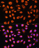 Cell Biology Antibodies 9 Anti-GNAS Antibody CAB5546