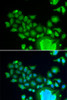 Cell Cycle Antibodies 1 Anti-FZR1 Antibody CAB5550