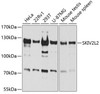 Epigenetics and Nuclear Signaling Antibodies 3 Anti-SKIV2L2 Antibody CAB5576