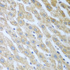 KO Validated Antibodies 1 Anti-Eif2ak2 Antibody CAB5578KO Validated