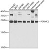 Cell Biology Antibodies 9 Anti-PGRMC1 Antibody CAB5619