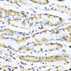 Cell Biology Antibodies 9 Anti-GNRH1 Antibody CAB5625