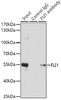 Epigenetics and Nuclear Signaling Antibodies 2 Anti-FLI1 Antibody CAB5644