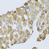 Cell Death Antibodies 2 Anti-BNIP3 Antibody CAB5683