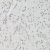 Cell Cycle Antibodies 1 Anti-RUVBL1 Antibody CAB5723