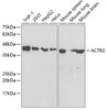 Cell Biology Antibodies 9 Anti-ACTR2 Antibody CAB5734