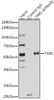 Cell Biology Antibodies 9 Anti-TAB1 Antibody CAB5749