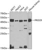 Cardiovascular Antibodies Anti-PROCR Antibody CAB5763