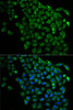 Developmental Biology Anti-NDEL1 Antibody CAB5776