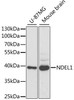 Developmental Biology Anti-NDEL1 Antibody CAB5776