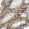 Cell Biology Antibodies 9 Anti-COL1A2 Antibody CAB5786