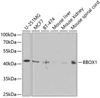 Metabolism Antibodies 2 Anti-BBOX1 Antibody CAB5810